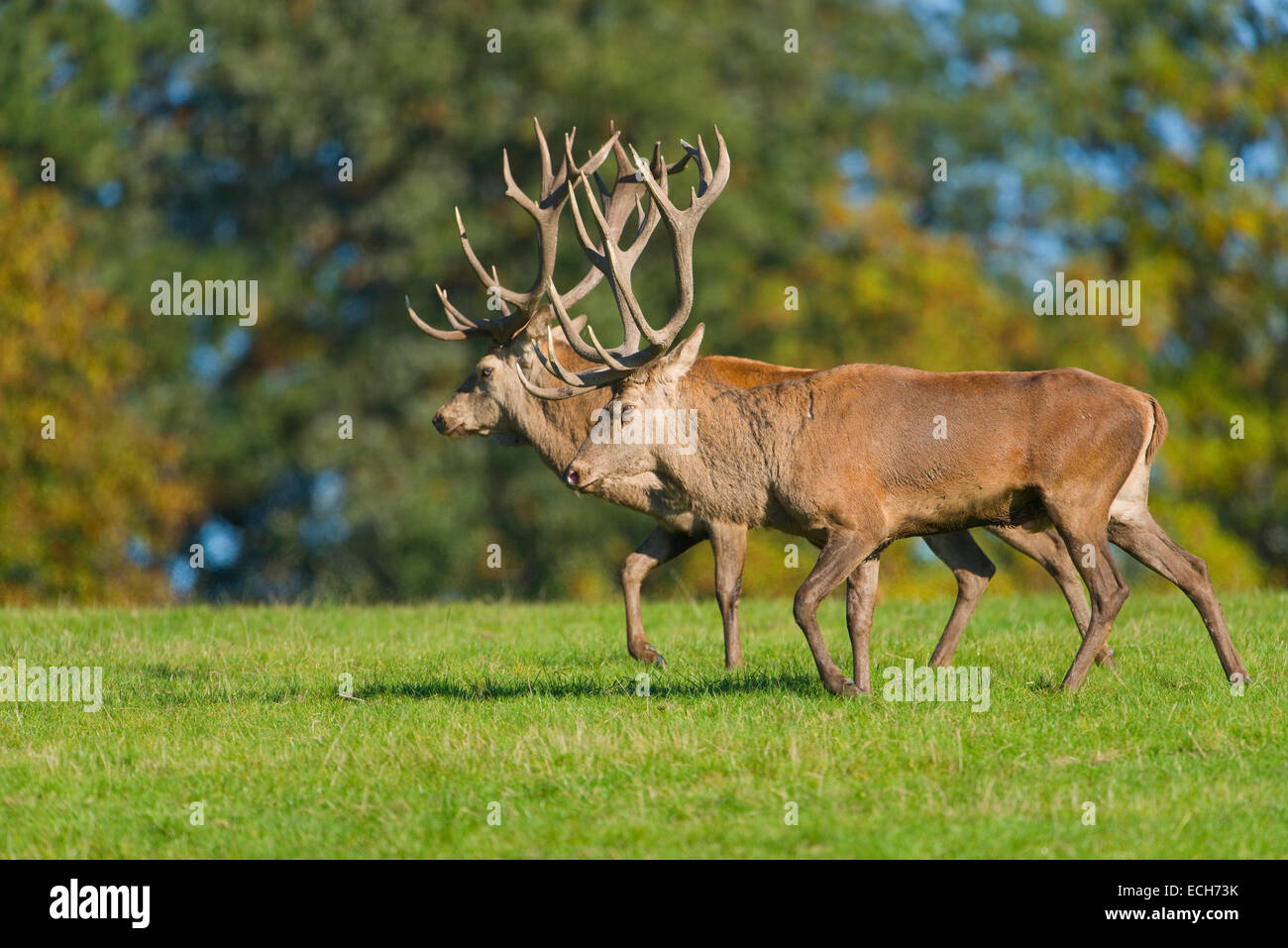 Red deer (Cervus elaphus), walking next to each other, display behavior of rivals in the rut, captive, Lower Saxony, Germany Stock Photo