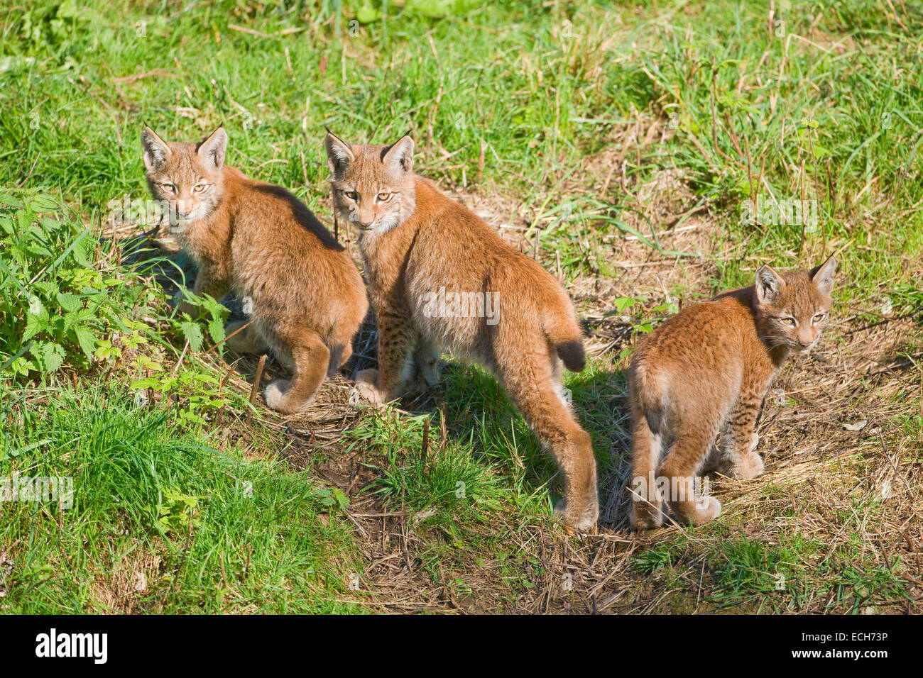 Eurasian lynx (Lynx lynx), young, captive, Lower Saxony, Germany Stock Photo