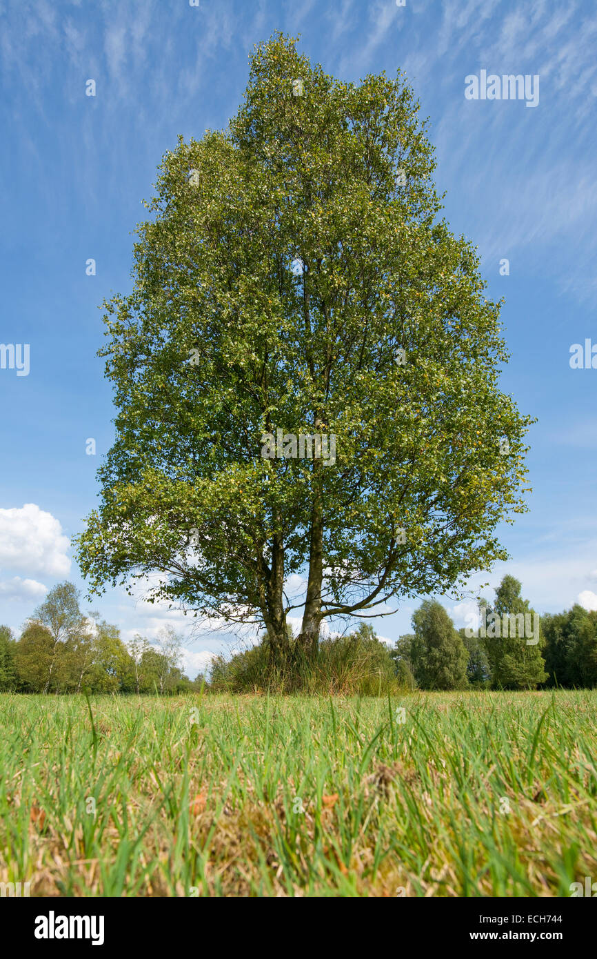Solitary downy birch (Betula pubescens), Lower Saxony, Germany Stock Photo