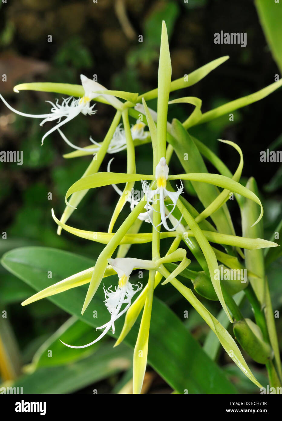 Fringed Star Orchid - Coilostylis ciliare From South America Stock Photo