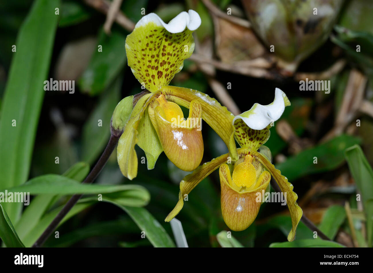 Splendid Paphiopedilum Slipper Orchid - Paphiopedilum insigne From India Stock Photo