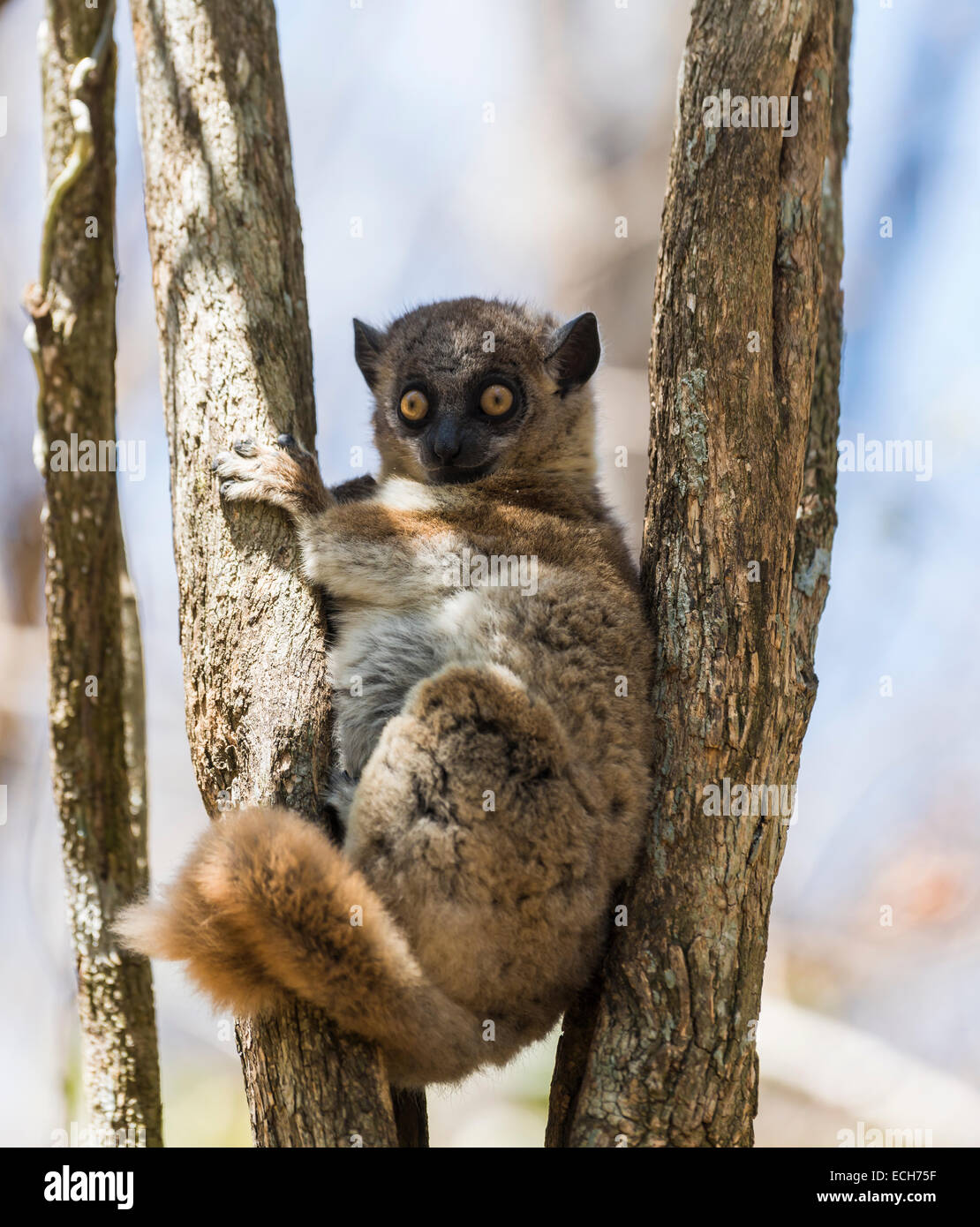 Redtailed Sportive Lemur (Lepilemur ruficaudatus), ZombitseVohibasia