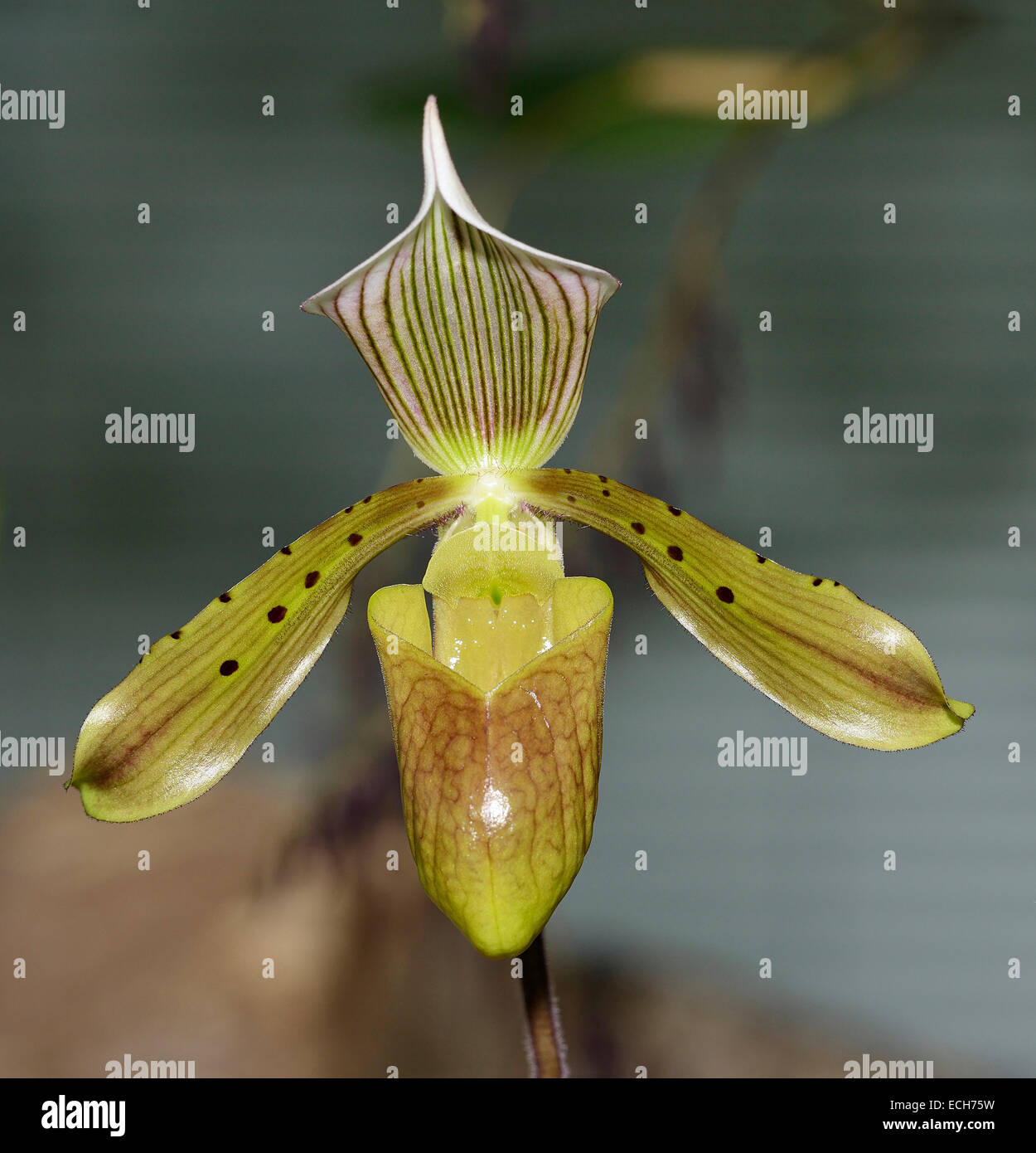 Bald Paphiopedilum - Paphiopedilum tonsum Slipper Orchid from Borneo & Sumatra Stock Photo