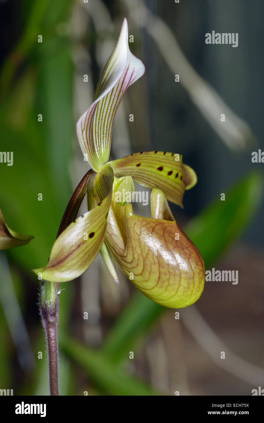Bald Paphiopedilum - Paphiopedilum tonsum Slipper Orchid from Borneo & Sumatra Stock Photo