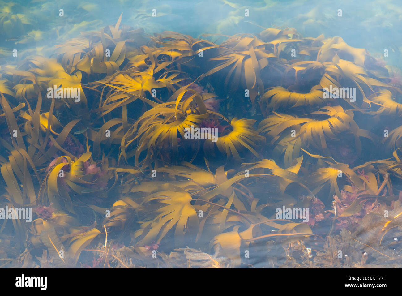 Algae in the water, Rogaland, Norway Stock Photo