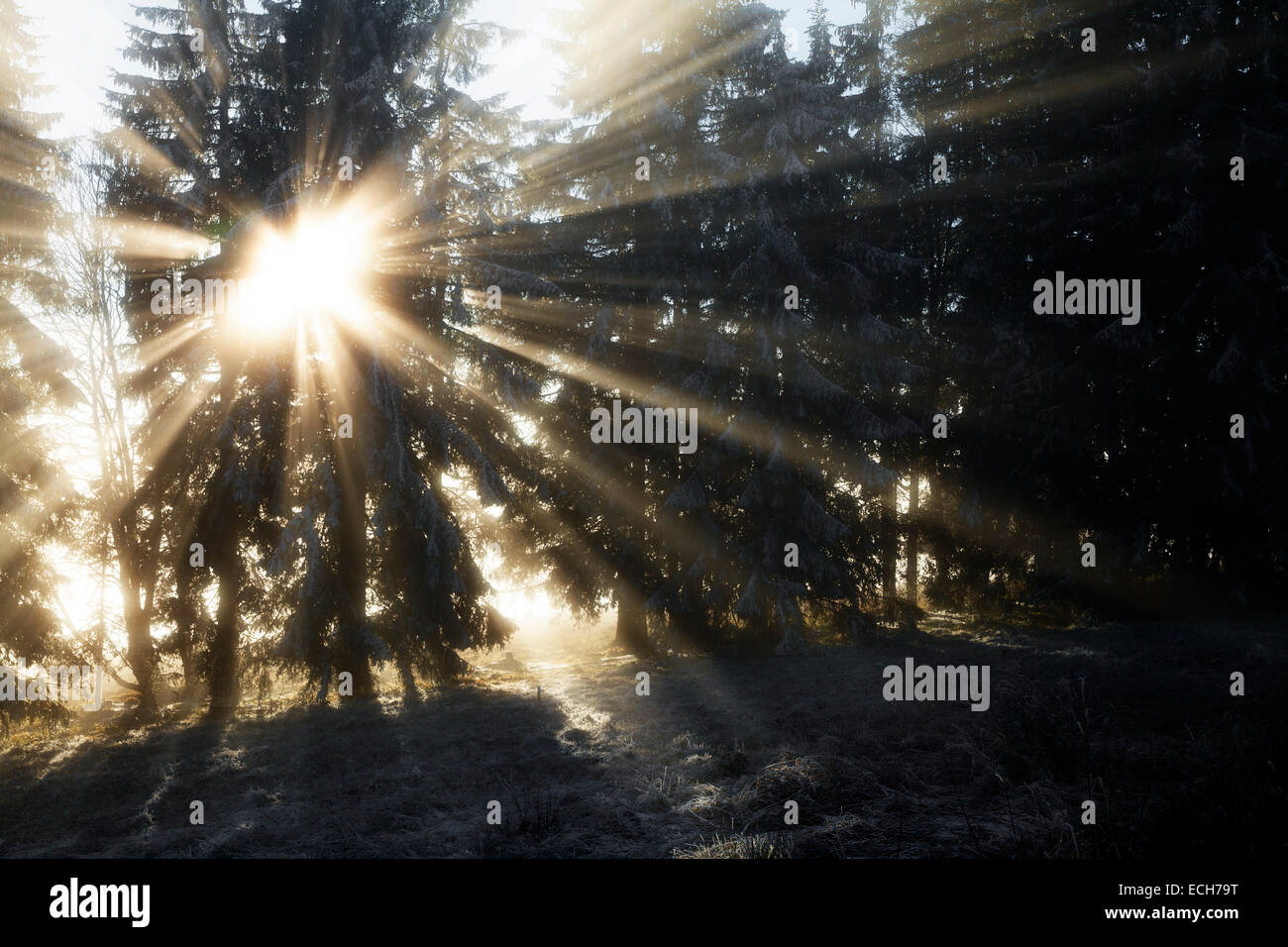 Sun rays in the spruce forest, winter, Feldberg, Baden-Württemberg, Germany Stock Photo