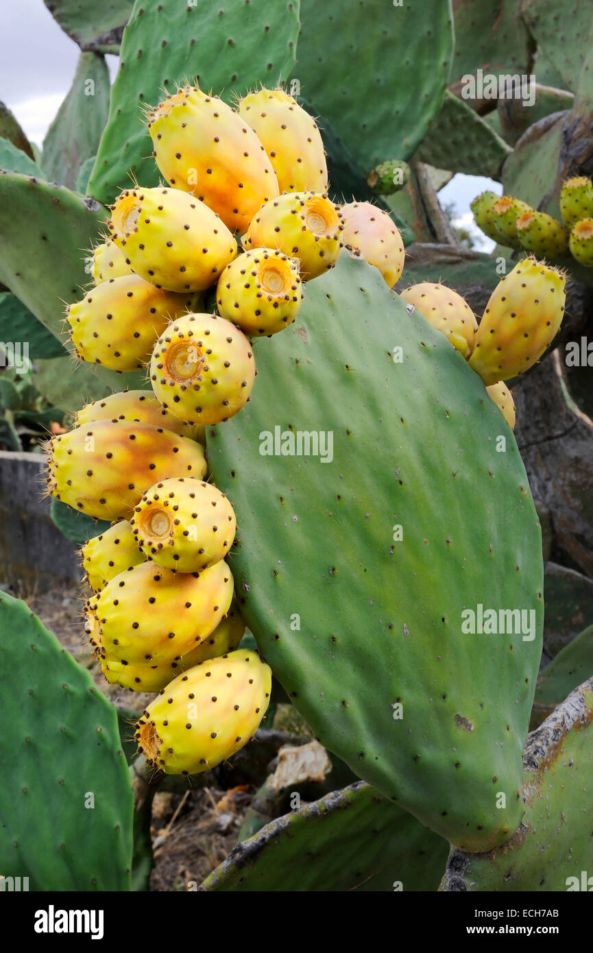 Fruits of the Prickly Pear or Indian Fig Opuntia (Opuntia ficus-indica), Portugal Stock Photo