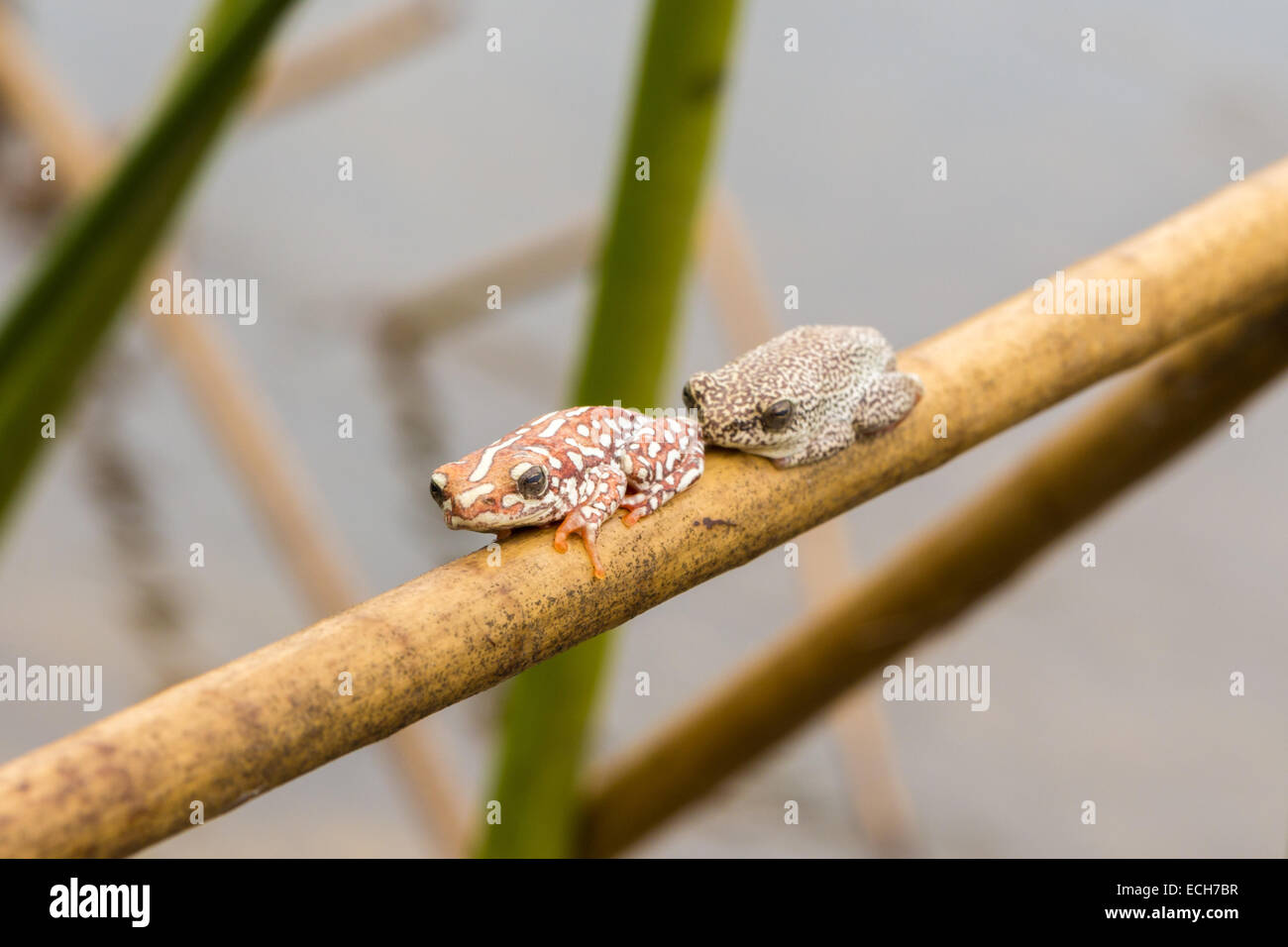 Two Marbled Reed Frogs (Hyperolius marmoratus) sitting a twig in the swamps of the Okavango Delta, Botswana Stock Photo
