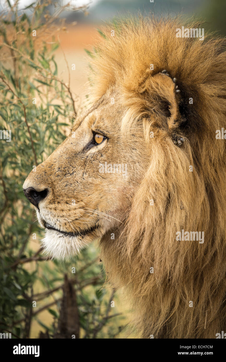 Male lion (Panthera leo) with ticks on the ear, Okavango Delta, Botswana Stock Photo