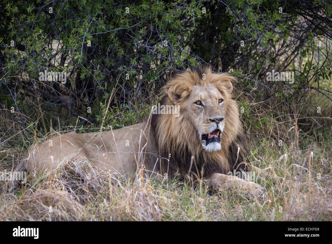 Male lion (Panthera leo) with black mane lying with mouth open in front of a bush, Okavango Delta, Botswana Stock Photo