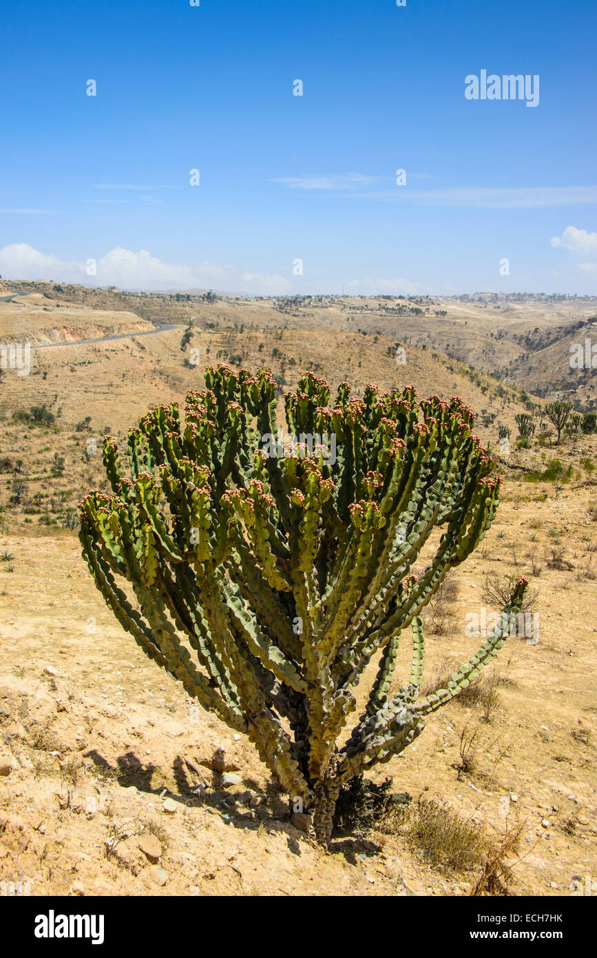 Blooming cactus tree, near Keren, Eritrea Stock Photo