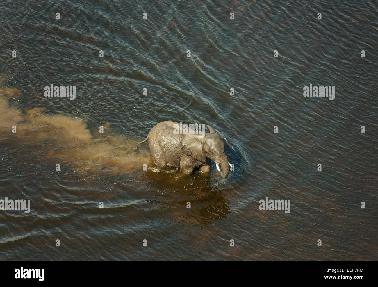 Bull crossing hi-res stock photography and images - Alamy
