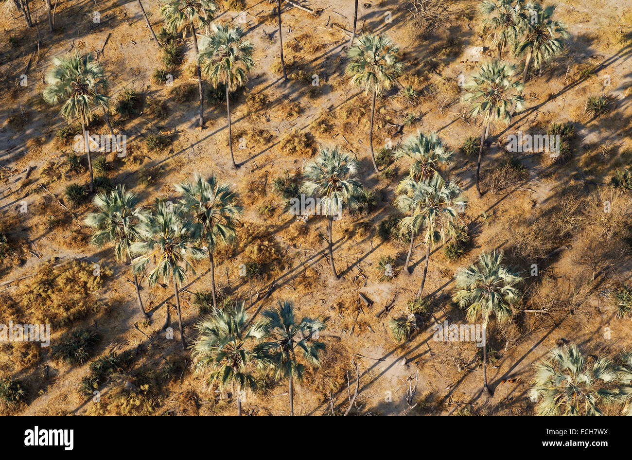 Real Fan Palms, Makalani Palms (Hyphaene petersiana), aerial view, Okavango Delta, Botswana Stock Photo