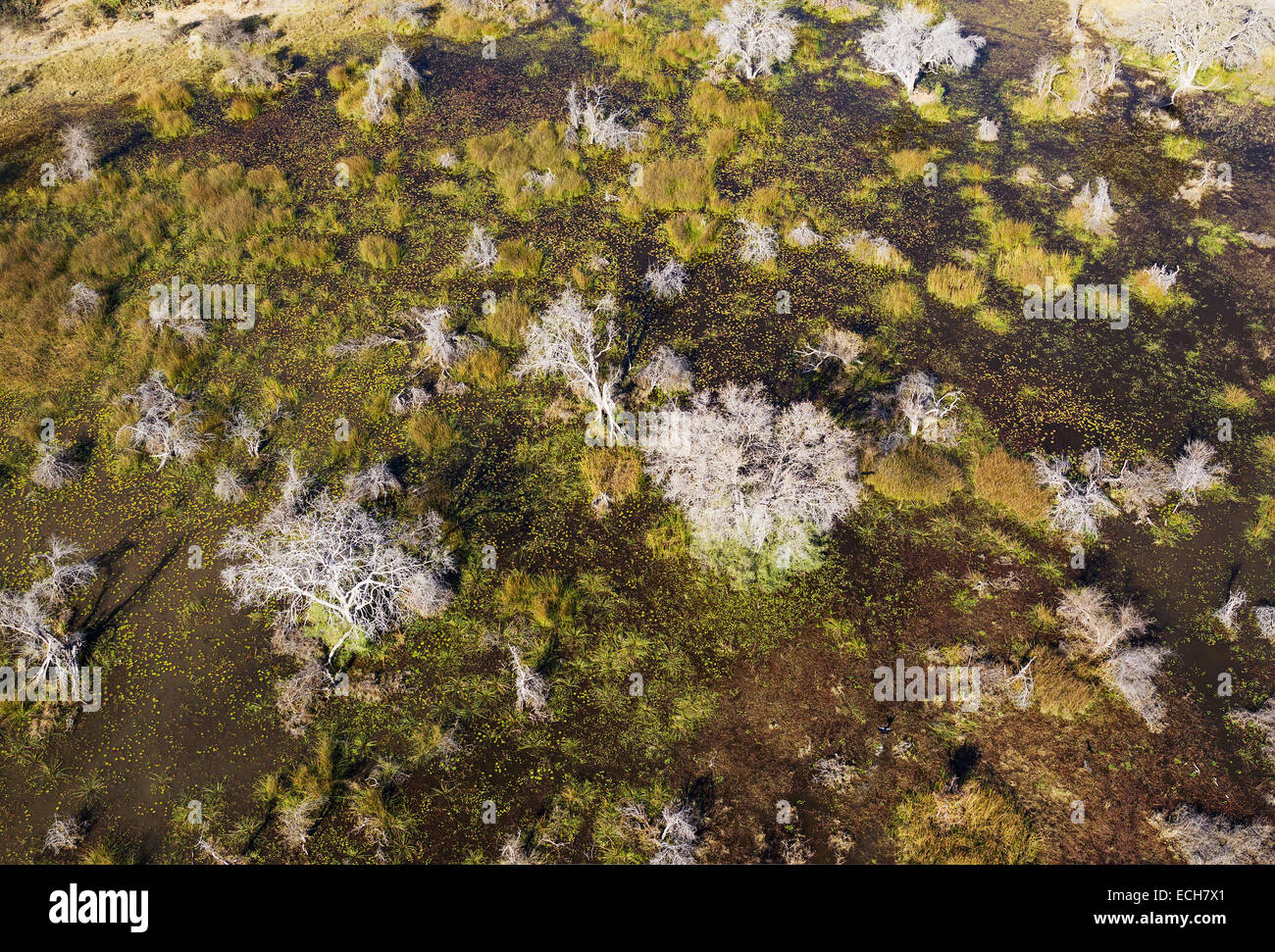 Dead trees in a freshwater marsh, aerial view, Okavango Delta, Botswana Stock Photo