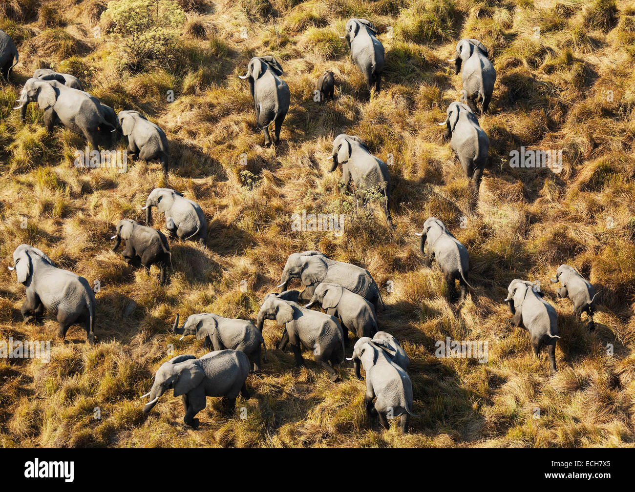 African Elephants (Loxodonta africana), breeding herd, roaming, aerial view, Okavango Delta, Botswana Stock Photo