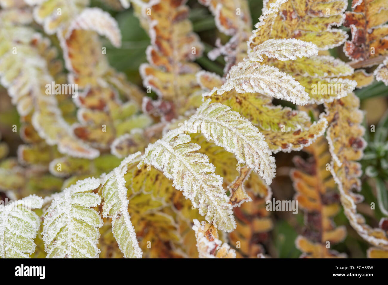 Dryopteris trailing fern frond curved stalk stem against pinnae blade coated in frost and ice in winter late autumn Stock Photo
