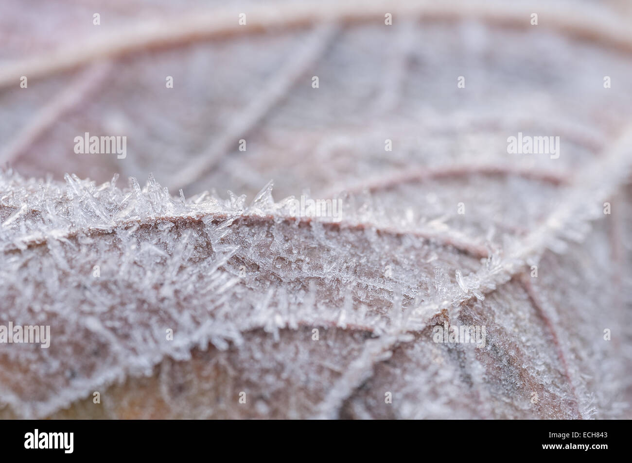 bitter cold frosty morning sycamore leaf coated in thick coating of hoar frost in late autumn bitter cold frosty morning sycamore leaf coated in thick coating of hoar frost in late autumn