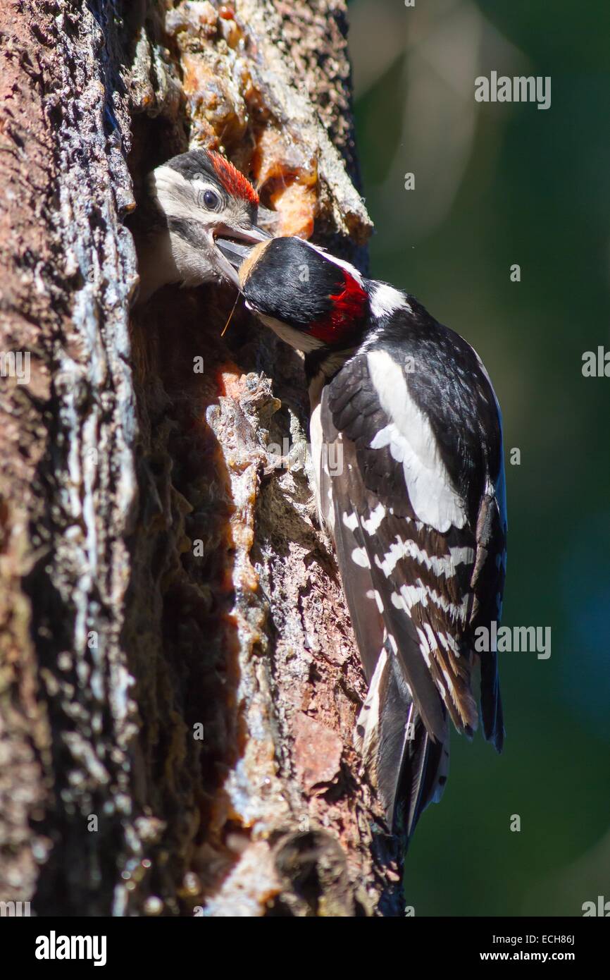 Great Spotted Woodpecker (Dendrocopos major) feeding young, Hesse, Germany Stock Photo