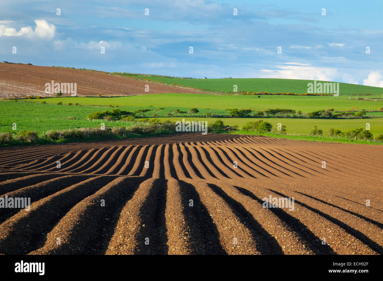 Field ploughed into potato drills, County Antrim, Northern Ireland