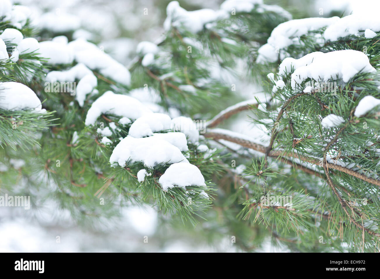 fur tree branch with snow. Stock Photo