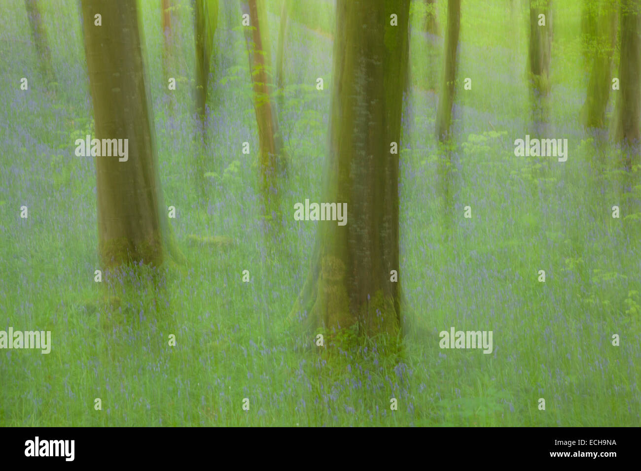Abstract woodland hi-res stock photography and images - Alamy