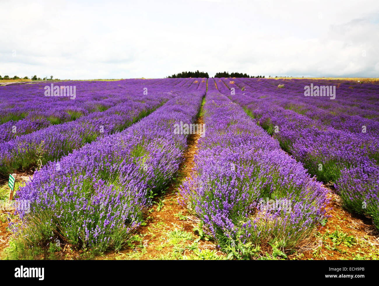 Converging rows of purple lavender in a field. Stock Photo