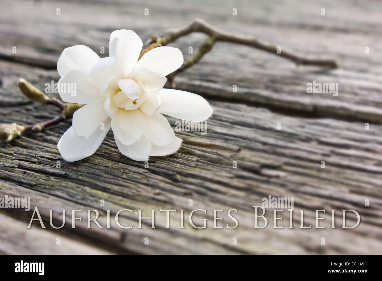 german mourning card with white magnolia Stock Photo