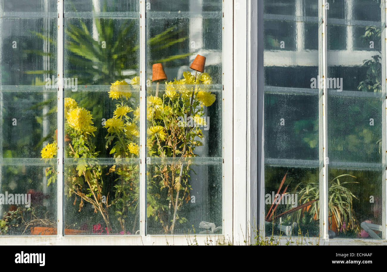 Yellow flower framed in the window of greenhouse Stock Photo Alamy