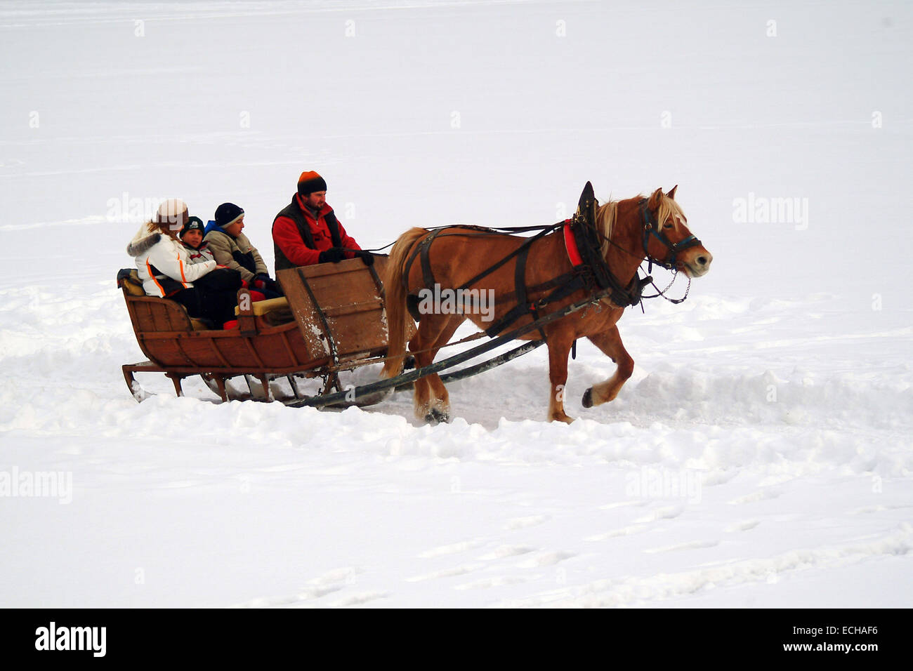 Aan het water Moet onaangenaam Italy, Cortina d'Ampezzo: Couple at Christmas time on sleigh horse over  frozen lake sit under blankets in the winter on snow Stock Photo - Alamy