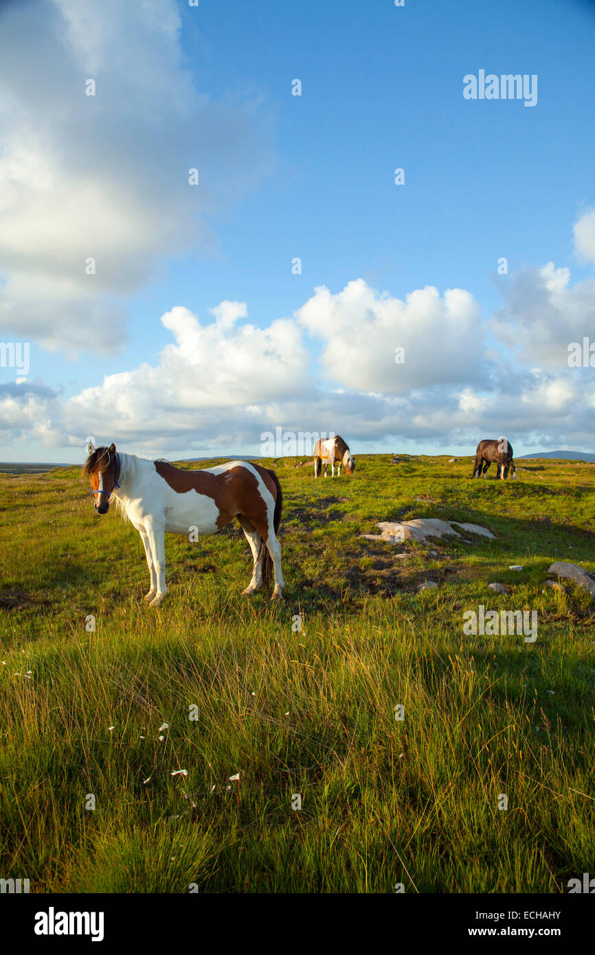 Ponies grazing in a meadow, County Donegal, Ireland. Stock Photo