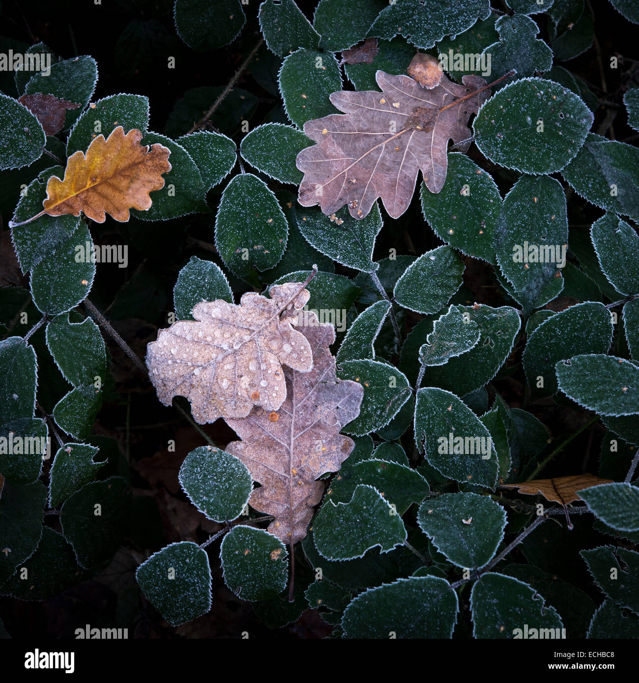 Frost Edges Hi res Stock Photography And Images Alamy