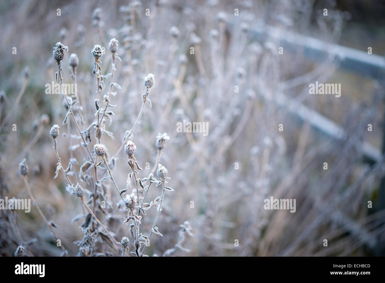 Frosted wildflower stems. Seed heads of a Knapweed plant covered in a
