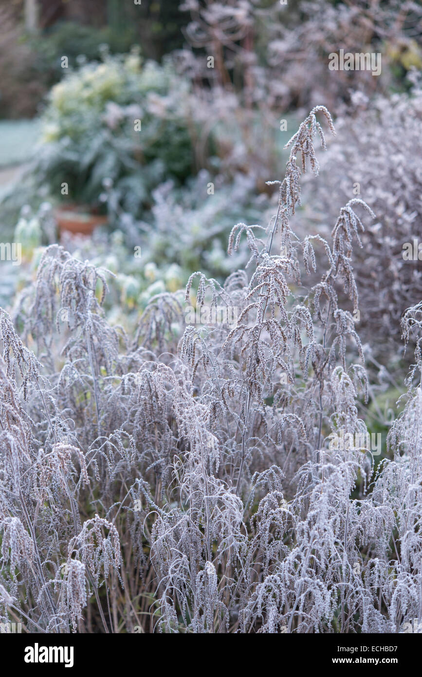 Frosty garden with old stems of a Goats Beard (Aruncus aethusifolius) covered in a white frost. An English garden in winter. Stock Photo