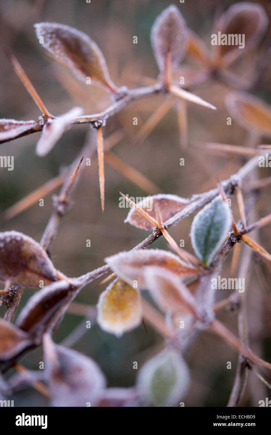 Spiky Berberis branch edged in frost on a chilly winter morning. A sharp frost in more than one way. Stock Photo