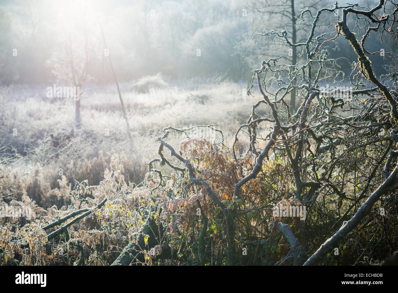 Frosty morning at Etherow country park with frost on fallen tree branches and grasses. Stock Photo