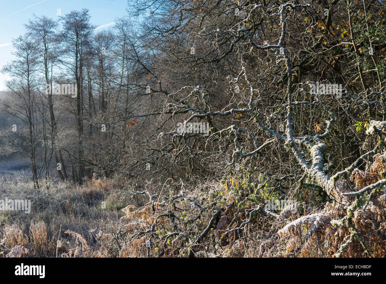Frosty morning at Etherow country park with frost on fallen tree branches and grasses. Stock Photo
