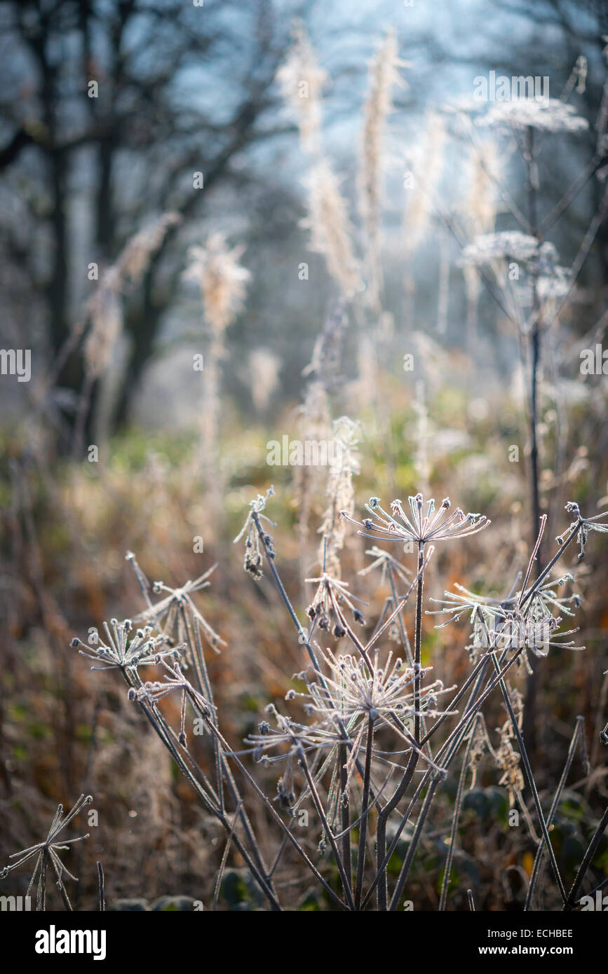 Frosted wildflower stems and heads on a frosty winter morning at Etherow country park, Cheshire. Stock Photo