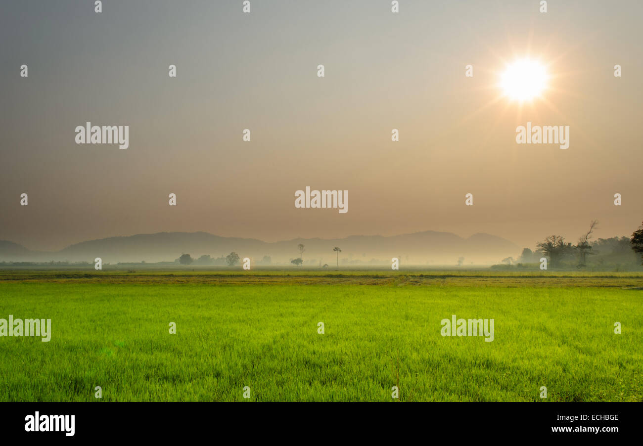 The Landscape of Rice Field and Sunrise Dawn. Stock Photo