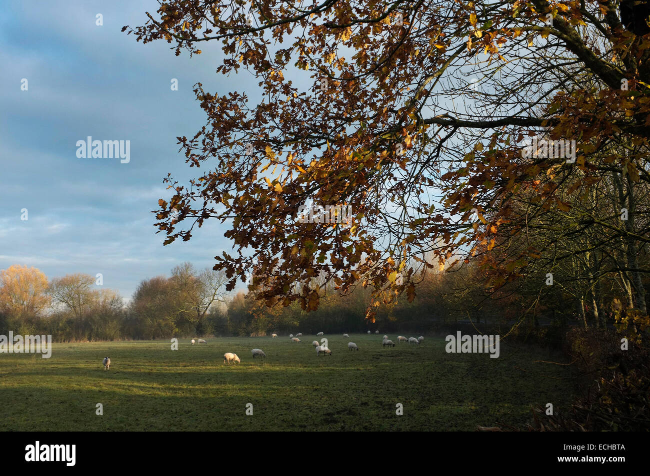 Early morning scene of sheep grazing in a tree lined field Stock Photo