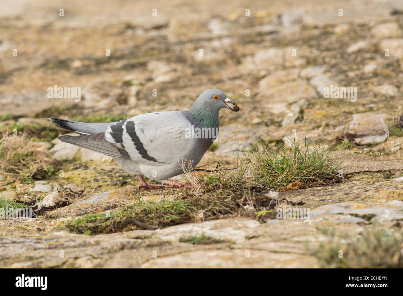Feral pigeon (Columba livia). This individual bears very similar markings to the wild rock dove, the ancestor of this feral bird Stock Photo