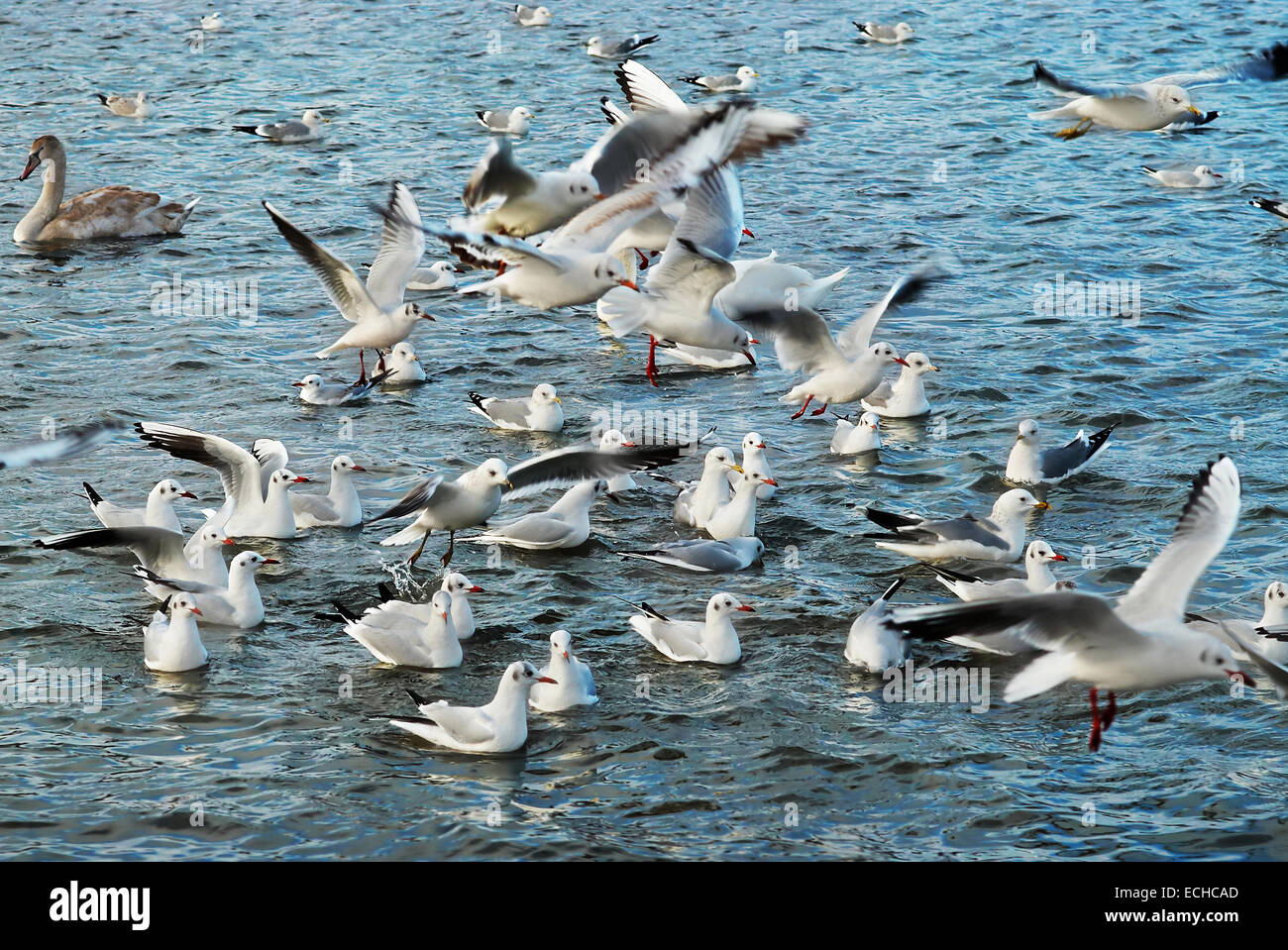 Flock of seagulls flying above the sea Stock Photo - Alamy