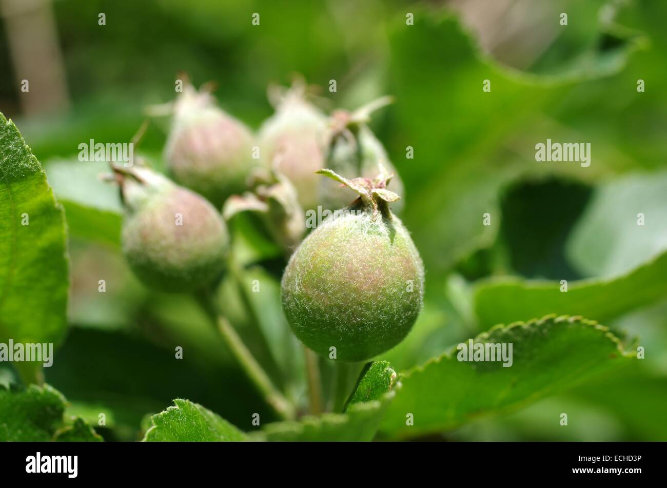 photo of growing apple on branch of tree Stock Photo