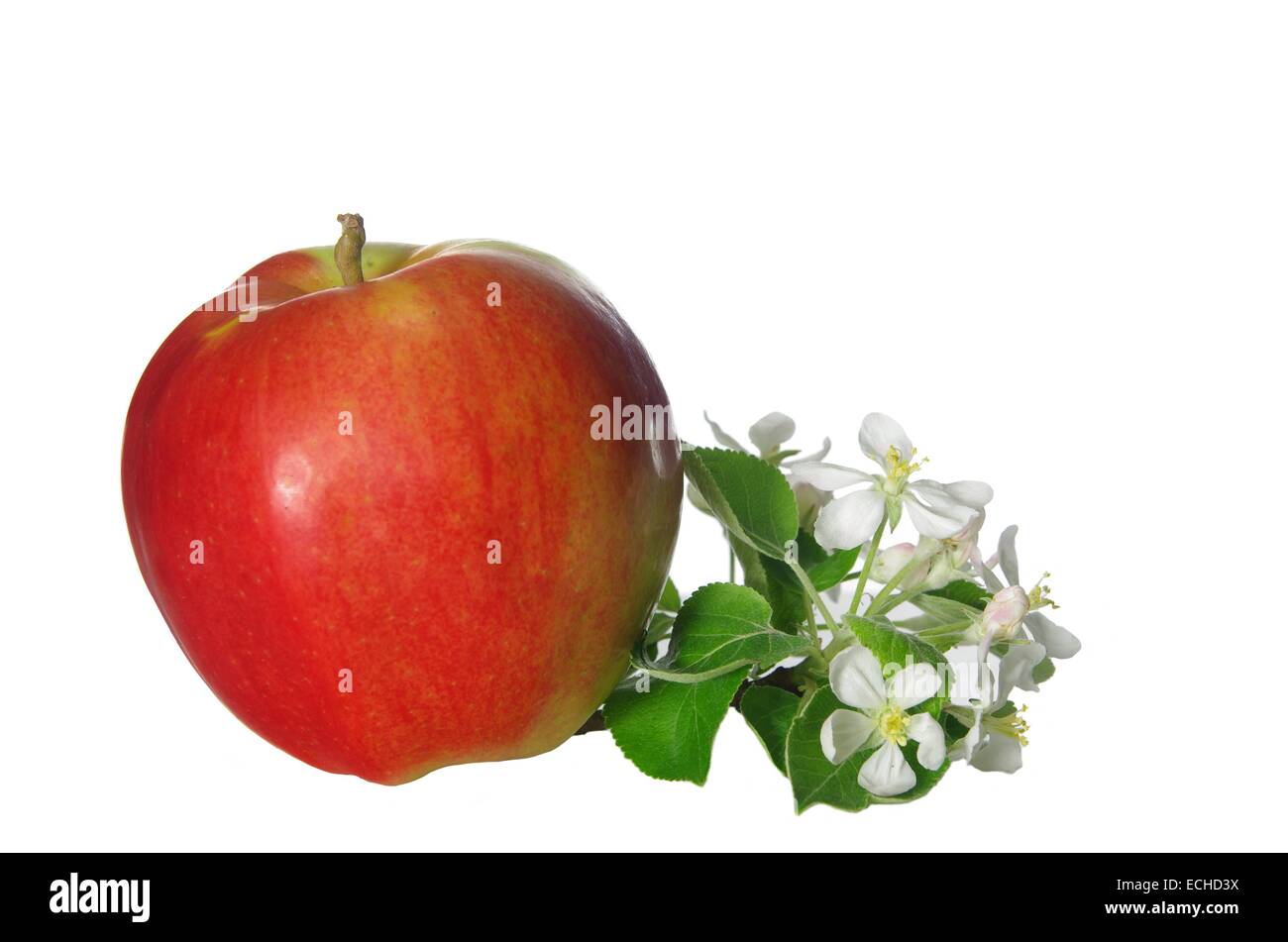apple flowers and ripe red apples on a white background Stock Photo