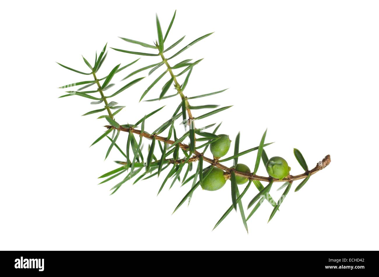 branch of juniper with berries isolated on white background Stock Photo