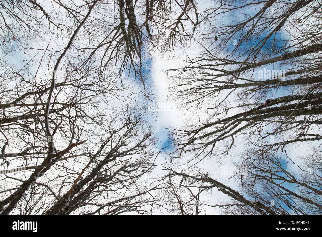 Top of winter trees with blue sky and clouds Stock Photo - Alamy