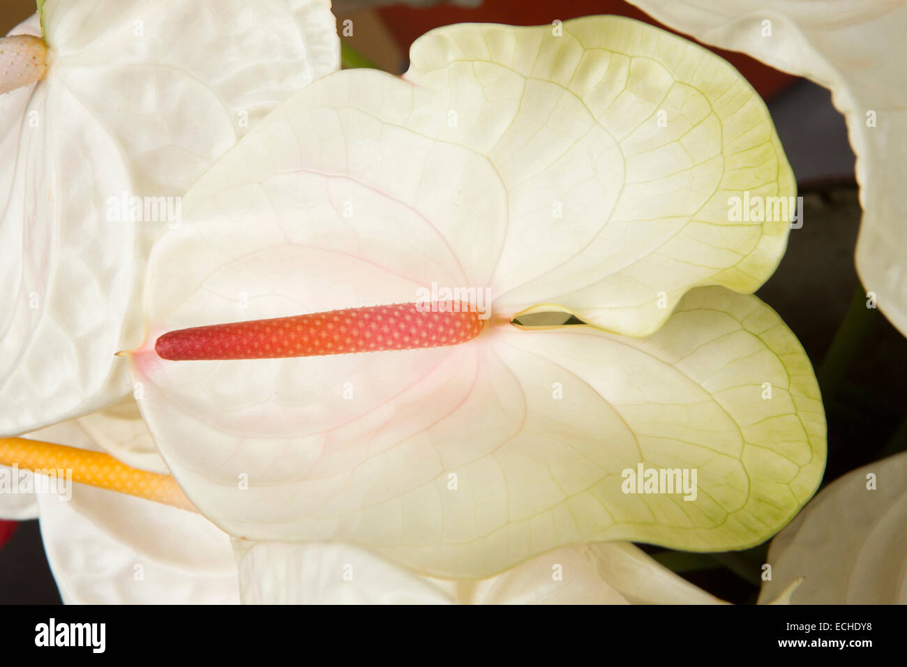 Mauritius, Mahebourg, white anthurium flowers displayed outside florist's  shop Stock Photo - Alamy