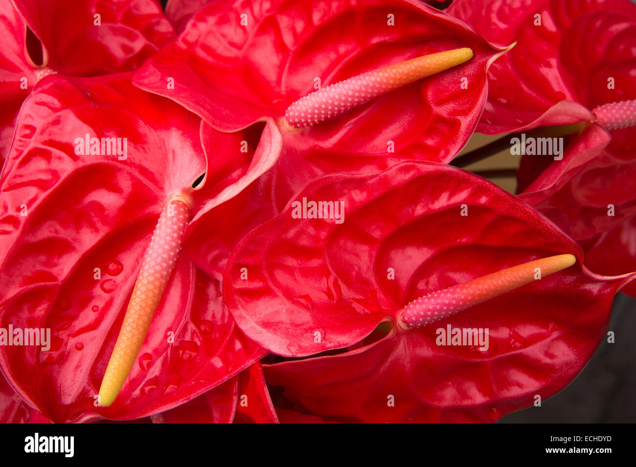 Mauritius, Mahebourg, red anthurium flowers displayed outside florist’s shop Stock Photo