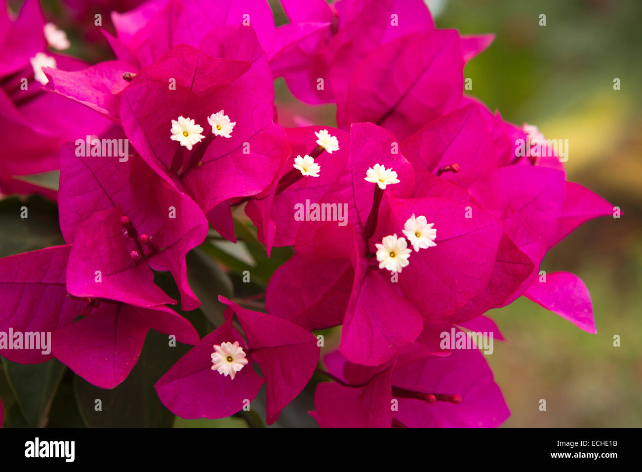 Tropical flowers mauritius hires stock photography and images Alamy
