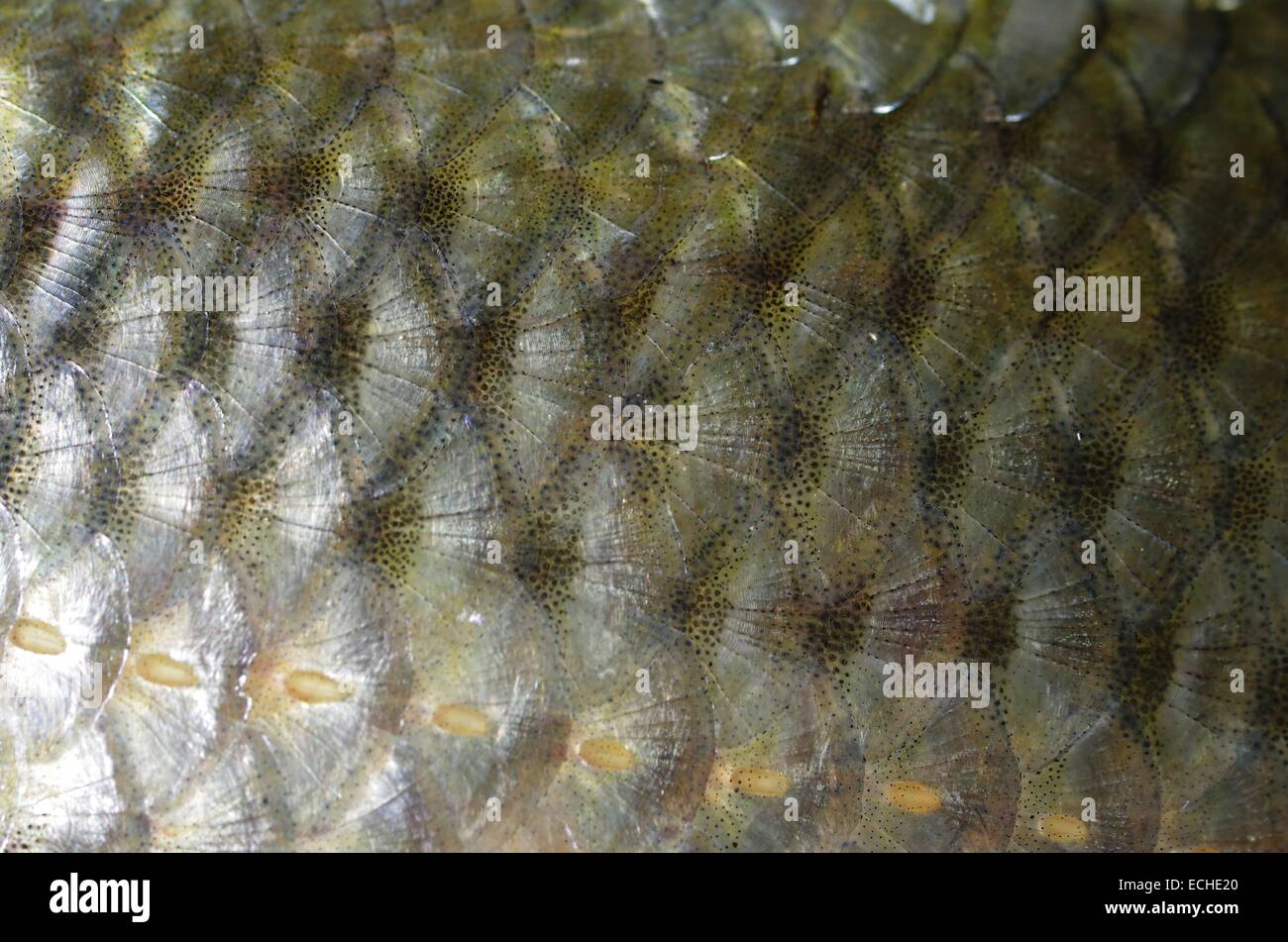 fish skin with scales Stock Photo Alamy