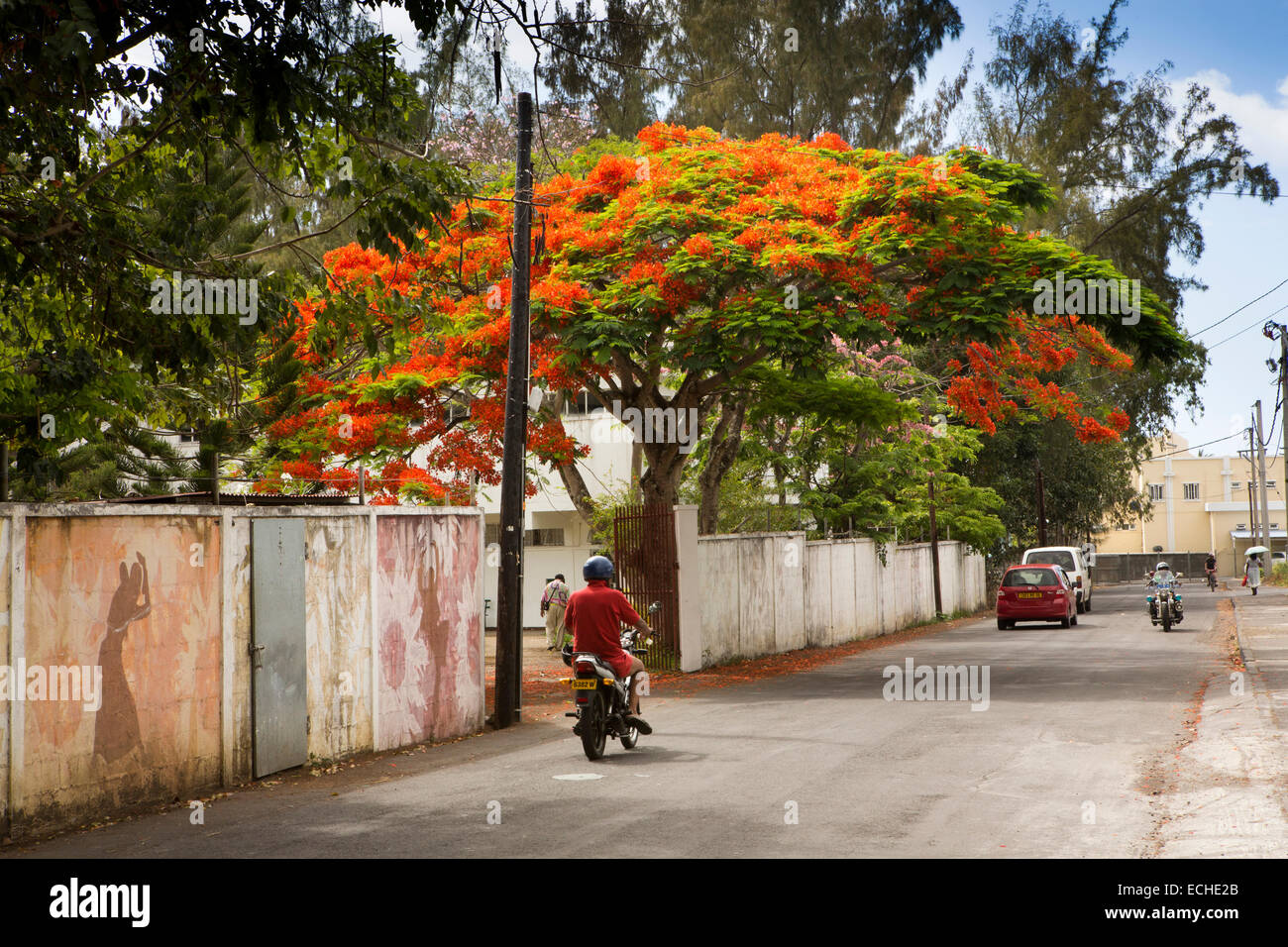 Mauritius, Mahebourg, flame tree in garden hanging over road Stock Photo